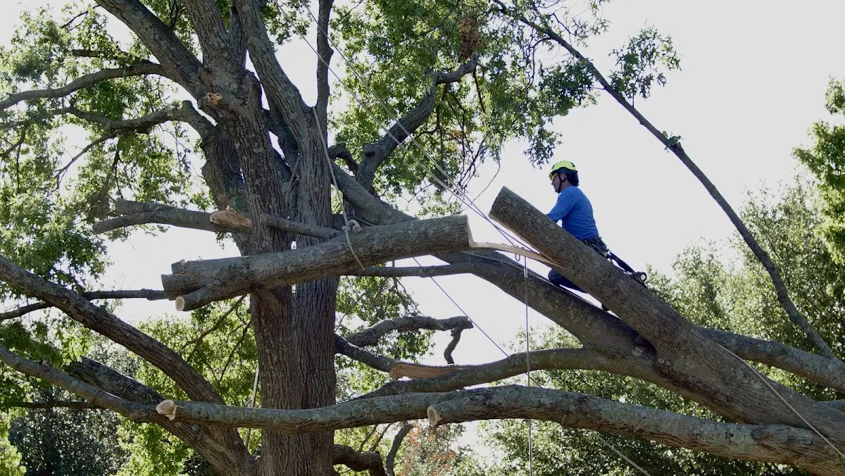 Professional Hazardous Tree Removal performed by certified arborists in Wendell